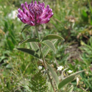 Photographie n°2157765 du taxon Trifolium alpestre L. [1763]