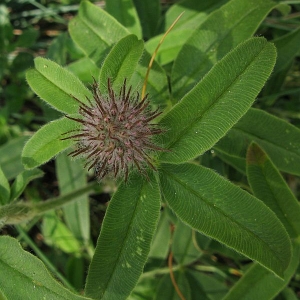 Photographie n°2157767 du taxon Trifolium alpestre L. [1763]