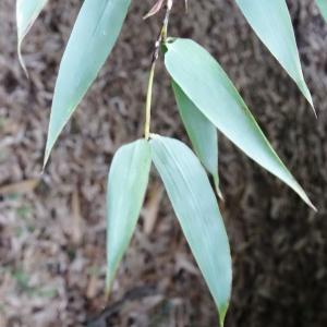 Photographie n°2157775 du taxon Phyllostachys nigra (Lodd. ex Lindl.) Munro [1868]