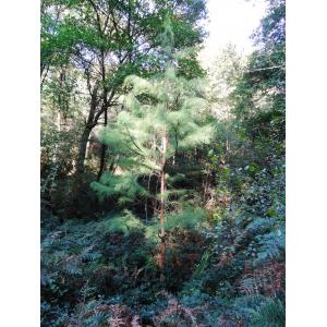 Taxodium ascendens Brongn. (Cyprès des étangs)