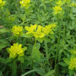 Photographie n°2157783 du taxon Euphorbia flavicoma subsp. verrucosa (Fiori) Pignatti [1973]