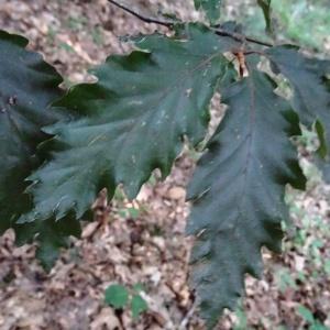 Photographie n°2157789 du taxon Fagus sylvatica L. [1753]