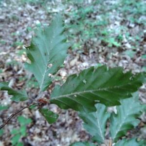 Photographie n°2157790 du taxon Fagus sylvatica L. [1753]