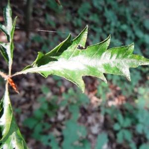 Photographie n°2157798 du taxon Fagus sylvatica L. [1753]