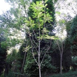 Photographie n°2157810 du taxon Toona sinensis (Juss.) M.Roem. [1846]