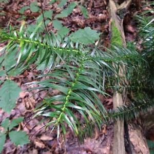 Pinus lanceolata Lamb.