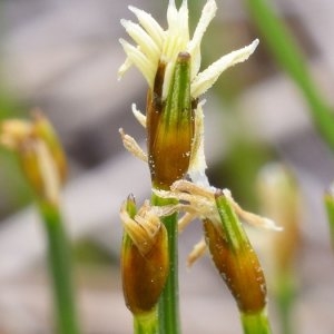Trichophorum cespitosum (L.) Hartm. (Scirpe cespiteux)