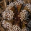  La Spada Arturo - Petasites hybridus (L.) G.Gaertn., B.Mey. & Scherb. [1801]