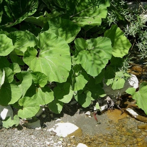 Photographie n°2157864 du taxon Petasites hybridus (L.) G.Gaertn., B.Mey. & Scherb. [1801]