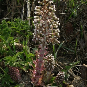 Photographie n°2157865 du taxon Petasites hybridus (L.) G.Gaertn., B.Mey. & Scherb. [1801]