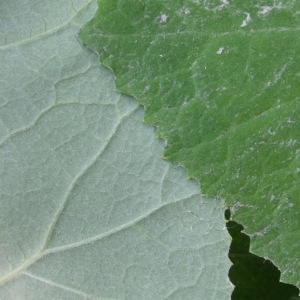 Photographie n°2157866 du taxon Petasites hybridus (L.) G.Gaertn., B.Mey. & Scherb. [1801]