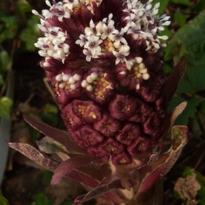 Petasites officinalis proles reuterianus (Jord.) Rouy (Grand Pétasite)