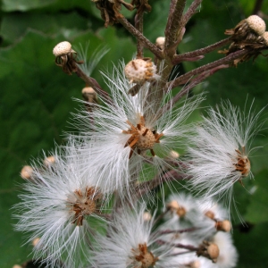  - Petasites hybridus (L.) G.Gaertn., B.Mey. & Scherb. [1801]