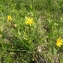  La Spada Arturo - Tragopogon pratensis L. [1753]