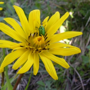  - Tragopogon pratensis subsp. pratensis 