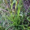  La Spada Arturo - Tragopogon pratensis subsp. pratensis 