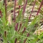  La Spada Arturo - Tragopogon pratensis subsp. pratensis 