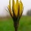  La Spada Arturo - Tragopogon pratensis subsp. pratensis 