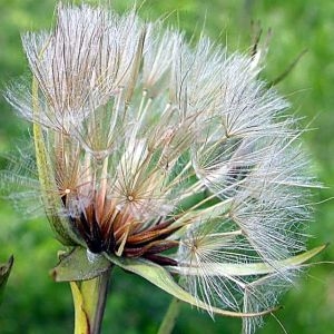  - Tragopogon pratensis L. [1753]