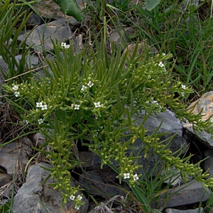 Photographie n°2157890 du taxon Thesium alpinum L. [1753]