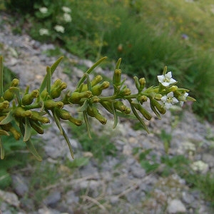 Photographie n°2157892 du taxon Thesium alpinum L. [1753]