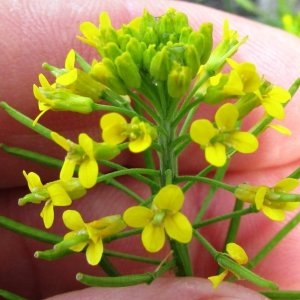 Erysimum cheiranthoides var. umbrosa Rouy & Foucaud (Fausse Giroflée)