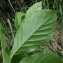  La Spada Arturo - Sorbus chamaemespilus (L.) Crantz [1763]