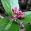  La Spada Arturo - Sorbus chamaemespilus (L.) Crantz [1763]