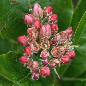 Sorbus chamaemespilus (L.) Crantz (Alisier nain)