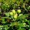  La Spada Arturo - Sorbus chamaemespilus (L.) Crantz [1763]