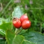  La Spada Arturo - Sorbus chamaemespilus (L.) Crantz [1763]