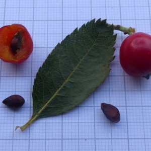  - Sorbus chamaemespilus (L.) Crantz [1763]