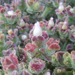 Mesembryanthemum crystallinum L. (Ficoïde à cristaux)