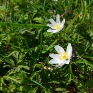 Photographie n°2157992 du taxon Anemone nemorosa L. [1753]