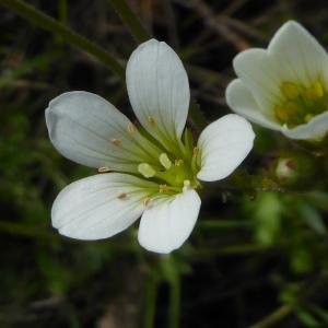 Photographie n°2158022 du taxon Saxifraga granulata L. [1753]