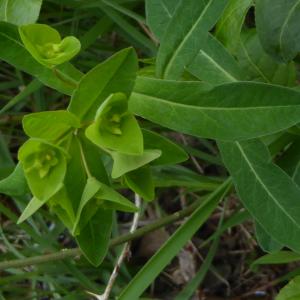 Photographie n°2158041 du taxon Euphorbia L. [1753]