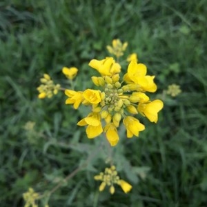 Photographie n°2158096 du taxon Brassica napus L. [1753]