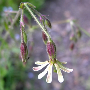 Photographie n°2158197 du taxon Silene nutans subsp. insubrica (Gaudin) Soldano [1991]