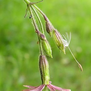 Photographie n°2158199 du taxon Silene nutans subsp. insubrica (Gaudin) Soldano [1991]