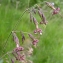  La Spada Arturo - Silene nutans subsp. insubrica (Gaudin) Soldano [1991]