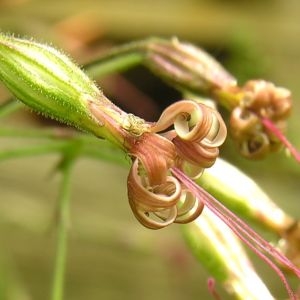  - Silene nutans subsp. insubrica (Gaudin) Soldano [1991]