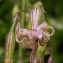  La Spada Arturo - Silene nutans subsp. insubrica (Gaudin) Soldano [1991]