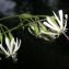  La Spada Arturo - Silene nutans subsp. insubrica (Gaudin) Soldano [1991]