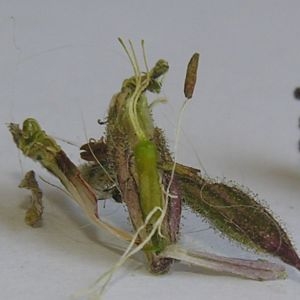 Silene nutans subsp. insubrica (Gaudin) Soldano (Silène d'Insubrie)