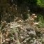  La Spada Arturo - Silene nutans subsp. insubrica (Gaudin) Soldano [1991]