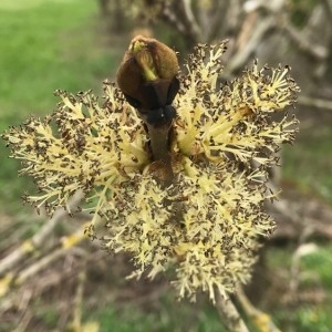 Photographie n°2158250 du taxon Fraxinus excelsior L. [1753]