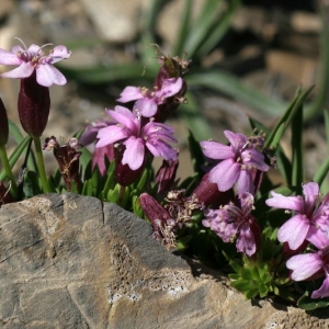 Photographie n°2158259 du taxon Silene acaulis subsp. cenisia Killias [1888]