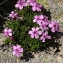  La Spada Arturo - Silene acaulis subsp. cenisia Killias [1888]