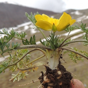 Photographie n°2158270 du taxon Ranunculus millefoliatus Vahl [1791]