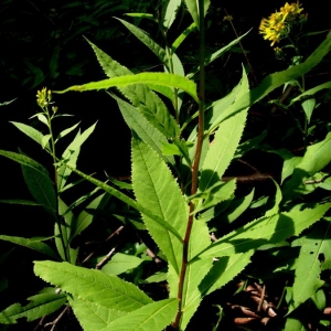 Photographie n°2158283 du taxon Senecio ovatus (P.Gaertn., B.Mey. & Scherb.) Willd. [1803]